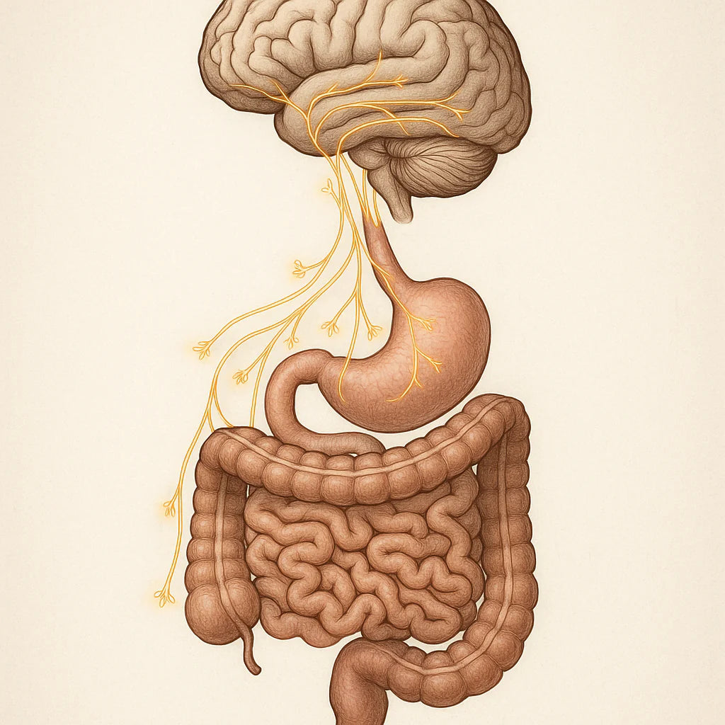 Understanding the Gut-Brain Axis: Unlocking the Secret to Wellbeing