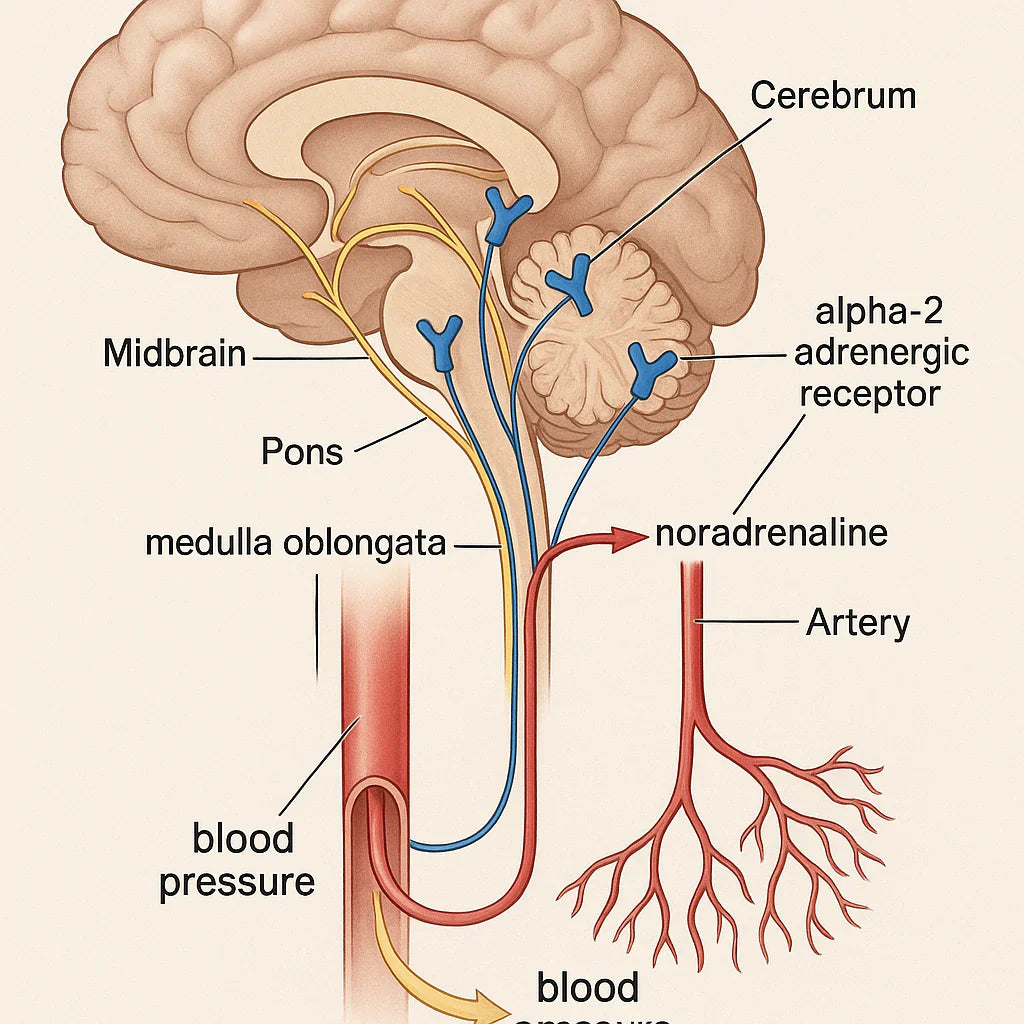 Clonidine's Mechanism of Action: Lowering Blood Pressure Effectively